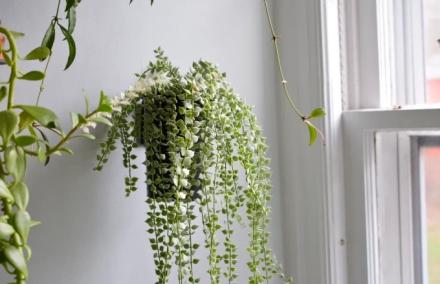 C&aacute;c loại c&acirc;y th&acirc;n rủ xếp th&agrave;nh nhiều lớp gi&uacute;p ban c&ocirc;ng chung cư bớt trống, giảm bức xạ nhiệt v&agrave; tăng t&iacute;nh ri&ecirc;ng tư trong m&ugrave;a h&egrave;.
